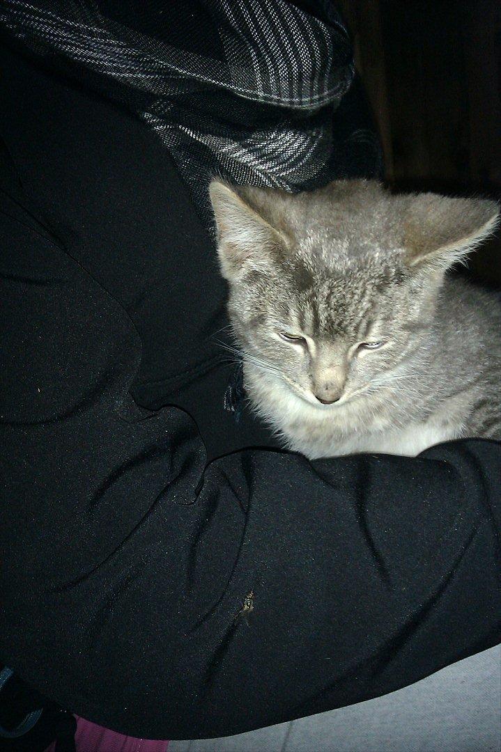 Blanding af racer Basse<3 R.I.P d.8-4 2012 - Velkommen Til BASSE<3 billede 1