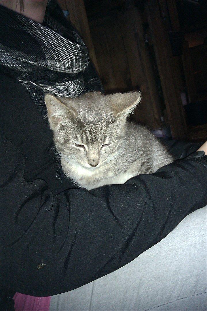 Blanding af racer Basse<3 R.I.P d.8-4 2012 billede 7