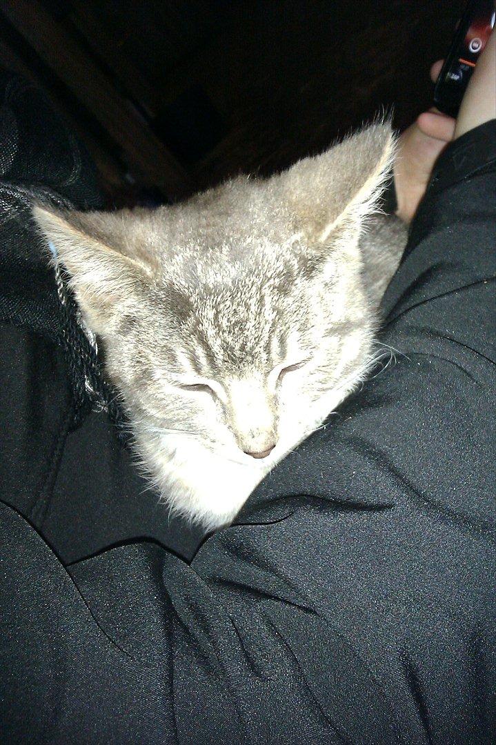 Blanding af racer Basse<3 R.I.P d.8-4 2012 billede 8