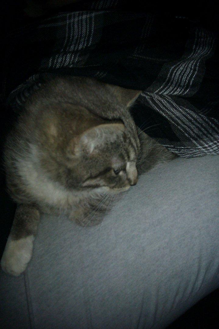 Blanding af racer Basse<3 R.I.P d.8-4 2012 billede 9