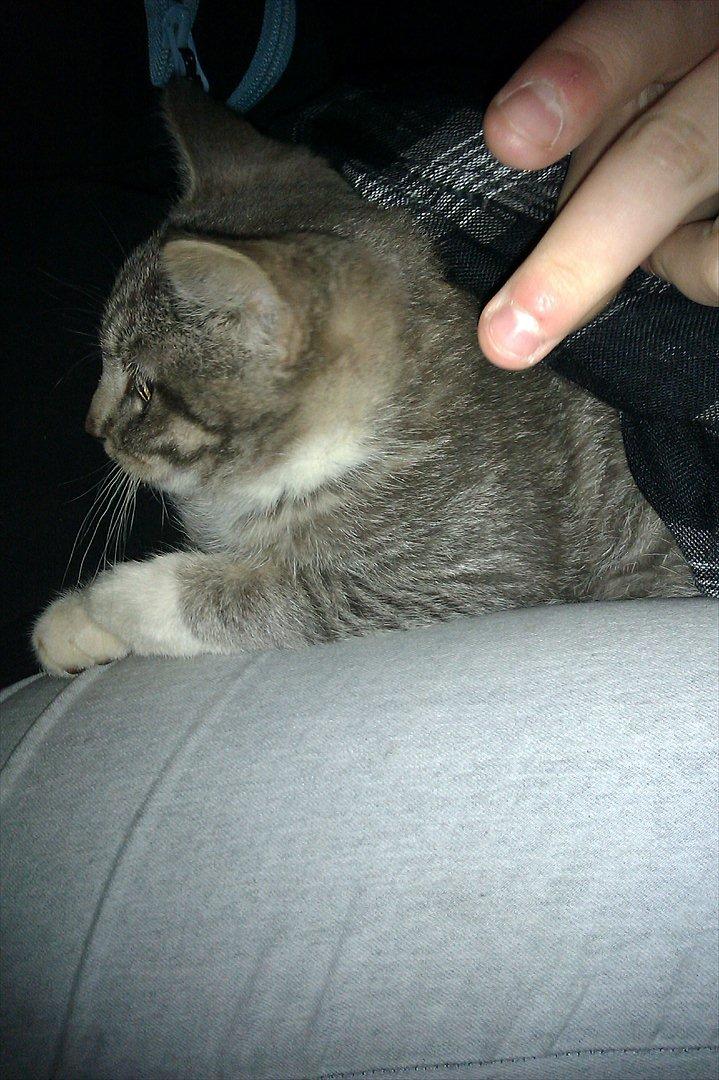 Blanding af racer Basse<3 R.I.P d.8-4 2012 billede 11