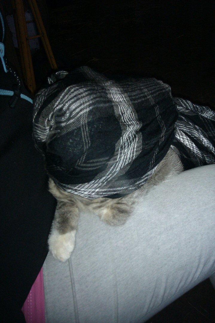 Blanding af racer Basse<3 R.I.P d.8-4 2012 - Gemme Gemme:-D billede 6