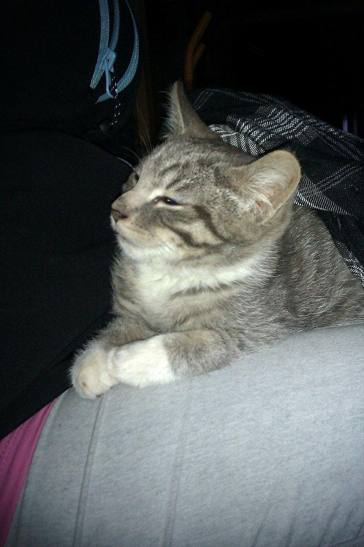 Blanding af racer Basse<3 R.I.P d.8-4 2012 - Vi ses!<3 tak for kigget:-D billede 12