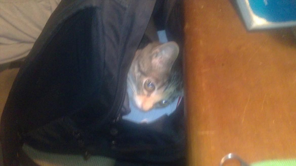 Huskat Cola - Cola vil med i skole ??  billede 25