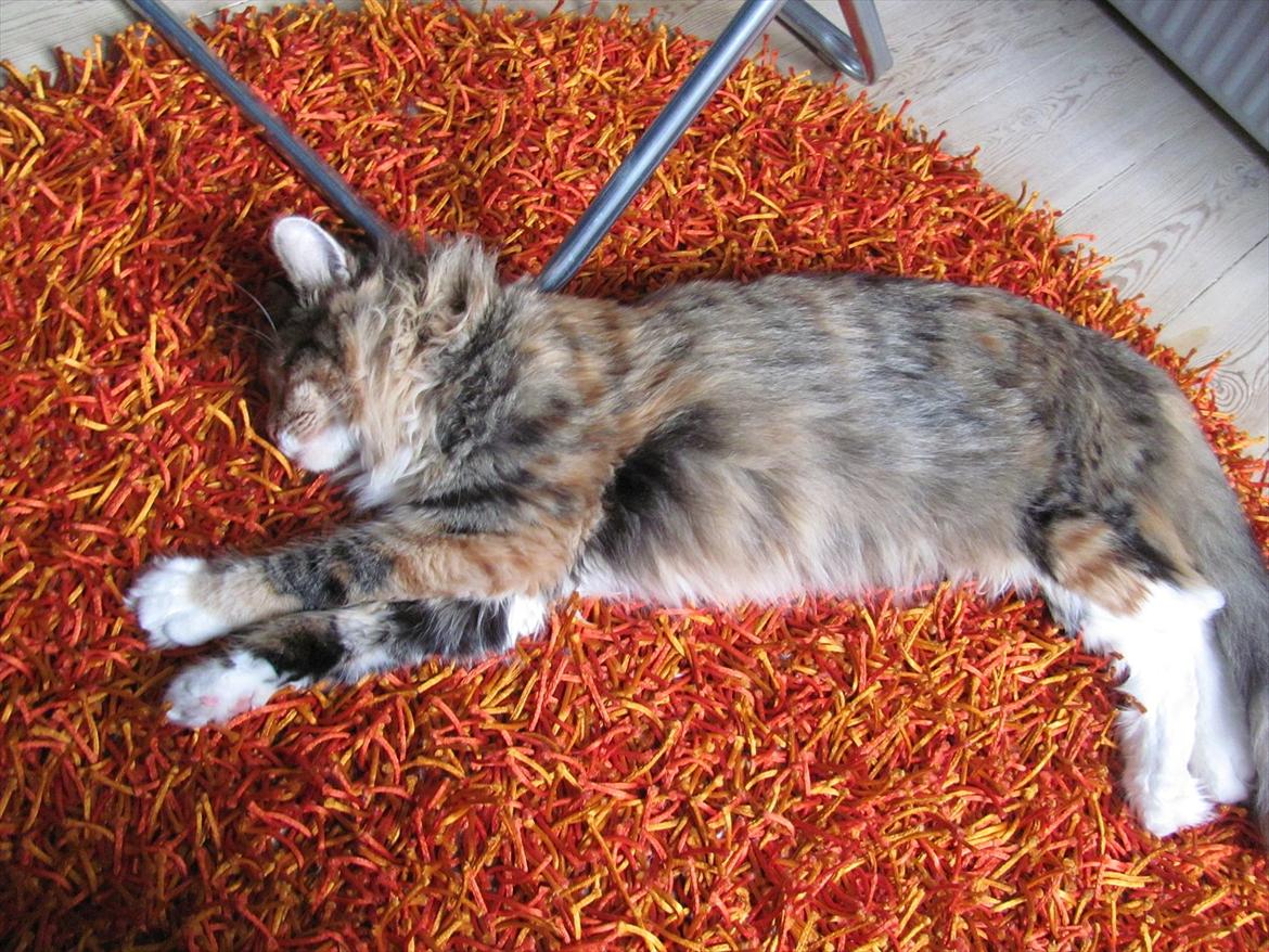 Maine Coon Sakagewea billede 16