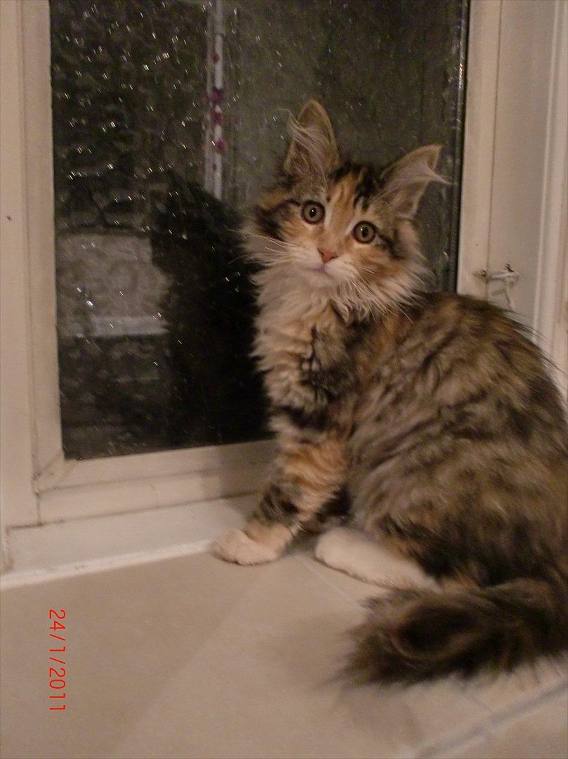 Maine Coon Sakagewea billede 17