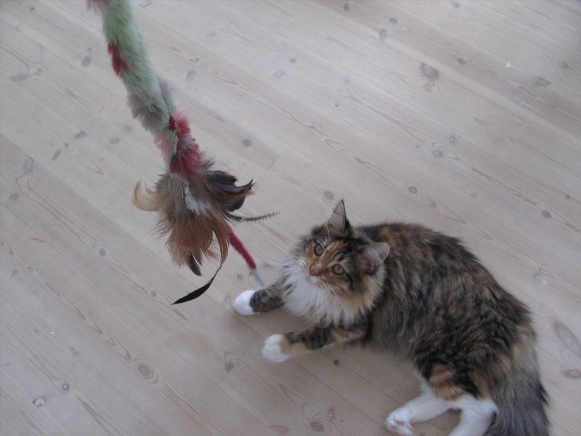 Maine Coon Sakagewea billede 18