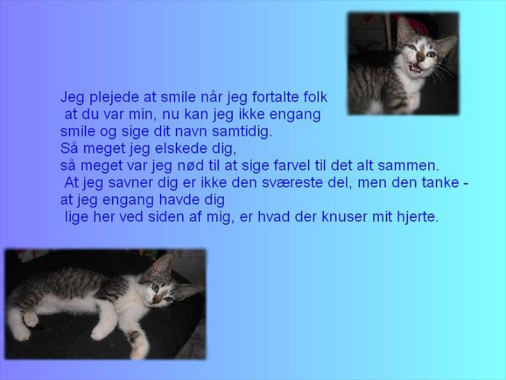 Blanding af racer Tiger<3 :-D billede 1