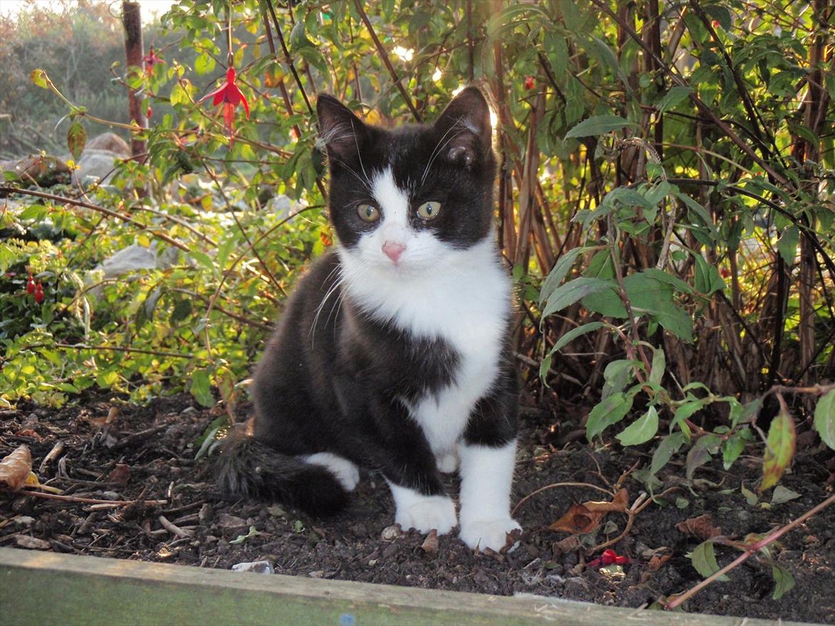 Blanding af racer Malibu billede 1