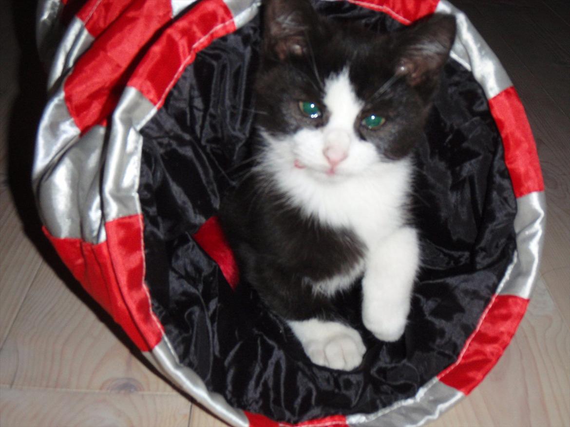 Blanding af racer Malibu billede 2