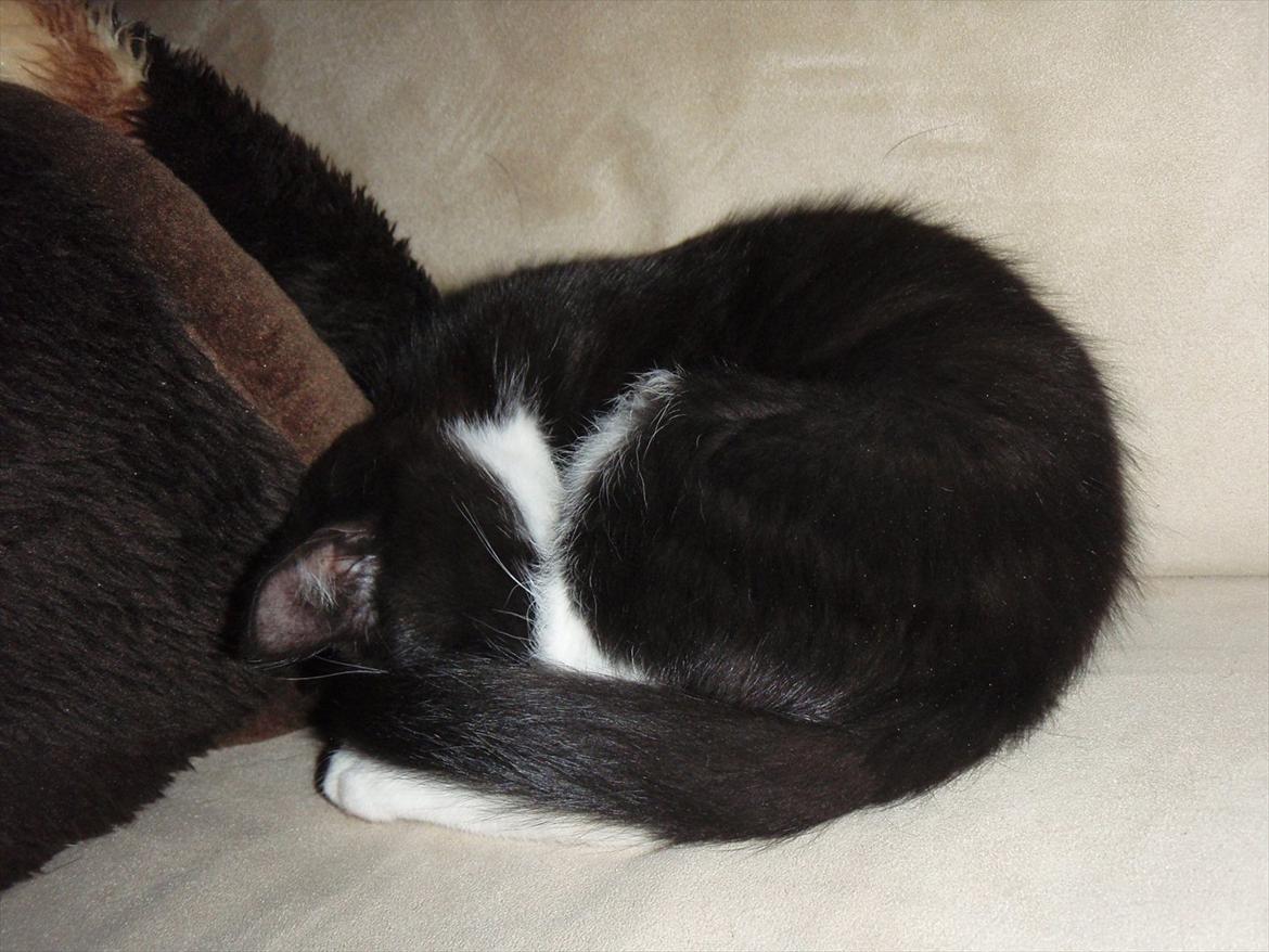 Blanding af racer Malibu billede 3