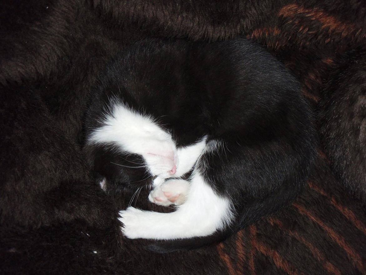 Blanding af racer Malibu billede 4