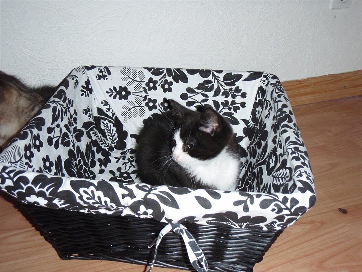 Blanding af racer Malibu billede 5