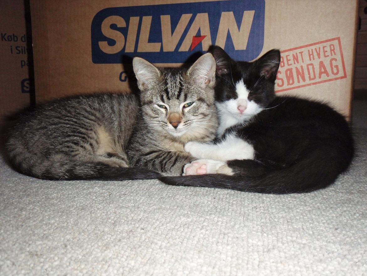 Blanding af racer Malibu billede 6