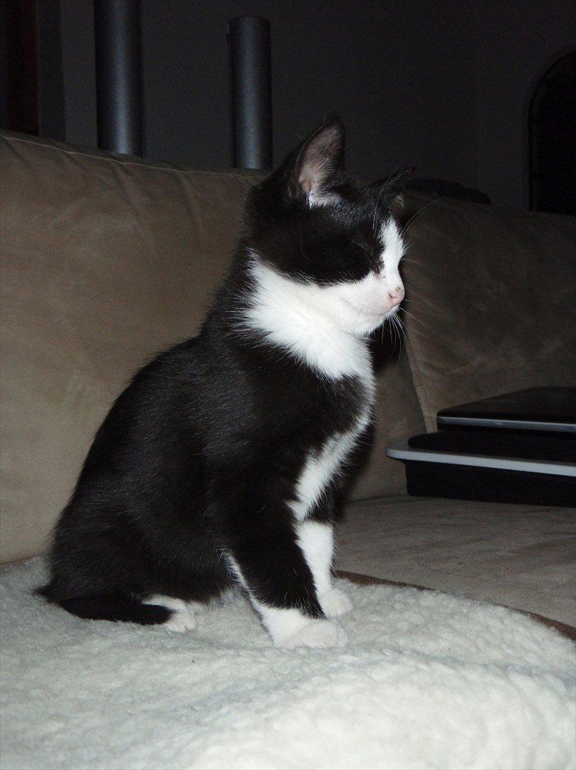 Blanding af racer Malibu billede 7