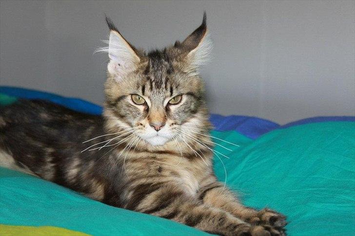 Maine Coon Donderboss Faith billede 3