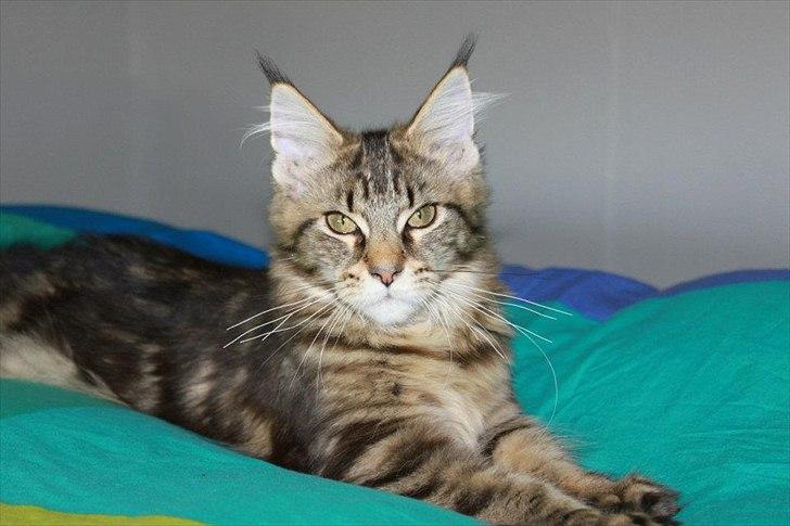 Maine Coon Donderboss Faith billede 4