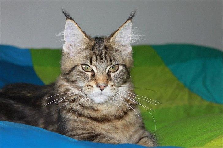 Maine Coon Donderboss Faith billede 5