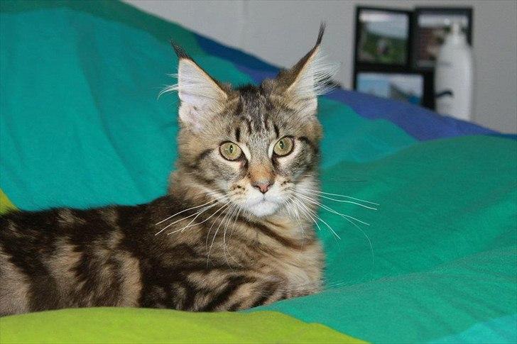 Maine Coon Donderboss Faith billede 7