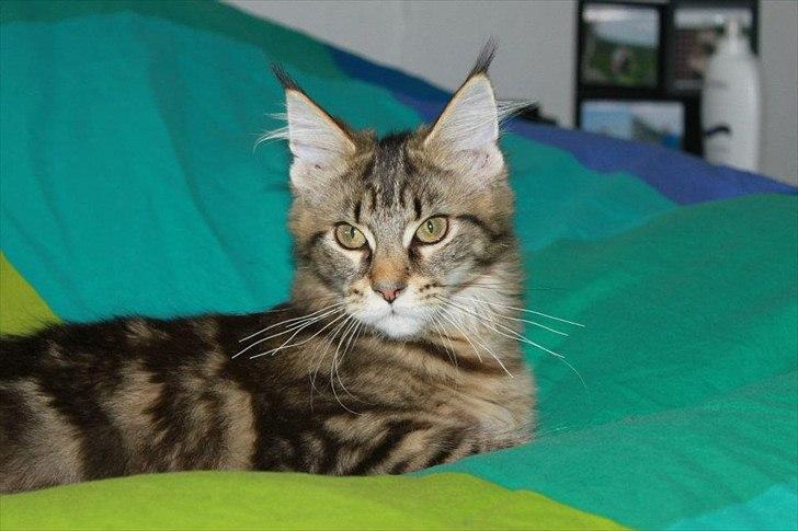 Maine Coon Donderboss Faith billede 8