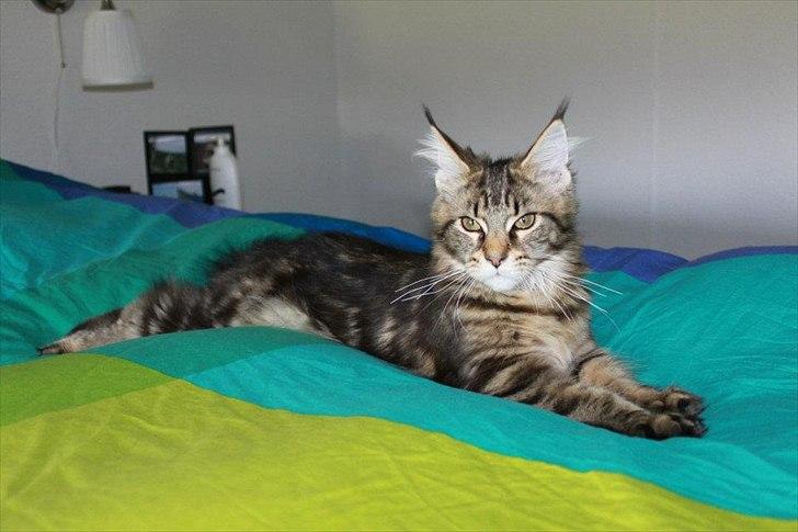 Maine Coon Donderboss Faith billede 9