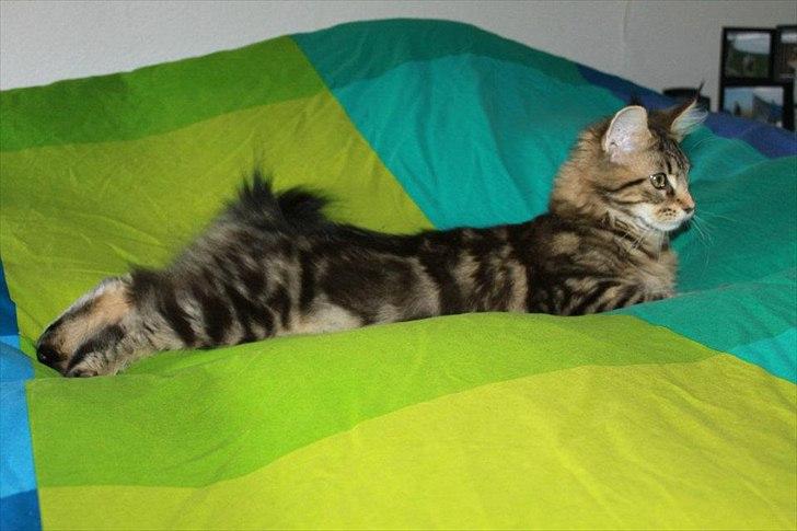 Maine Coon Donderboss Faith billede 10