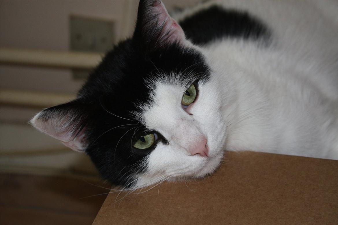 Huskat Nala - Nala tager en slapper i papkassen som hun elsker.. billede 1