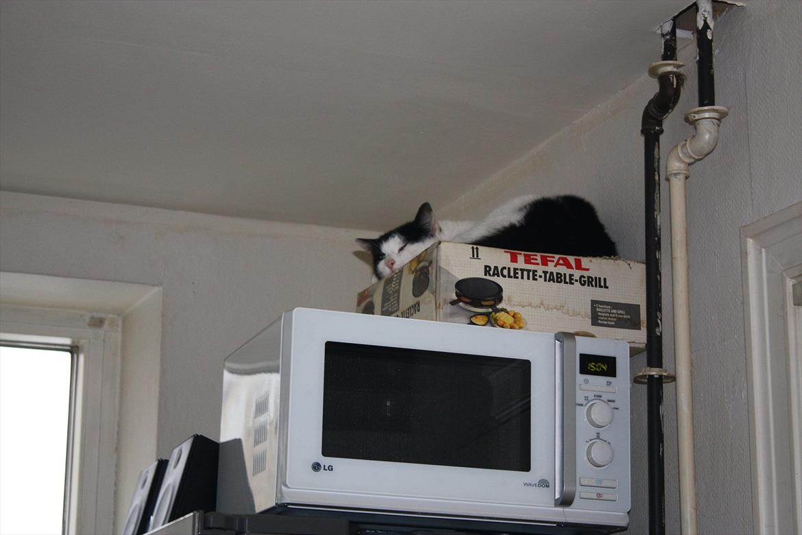 Huskat Nala - Hun er heller ikke bange for at snuppe en morfar på microovnen :) billede 2