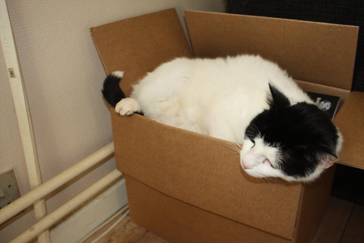 Huskat Nala - Sover videre i papkassen billede 3