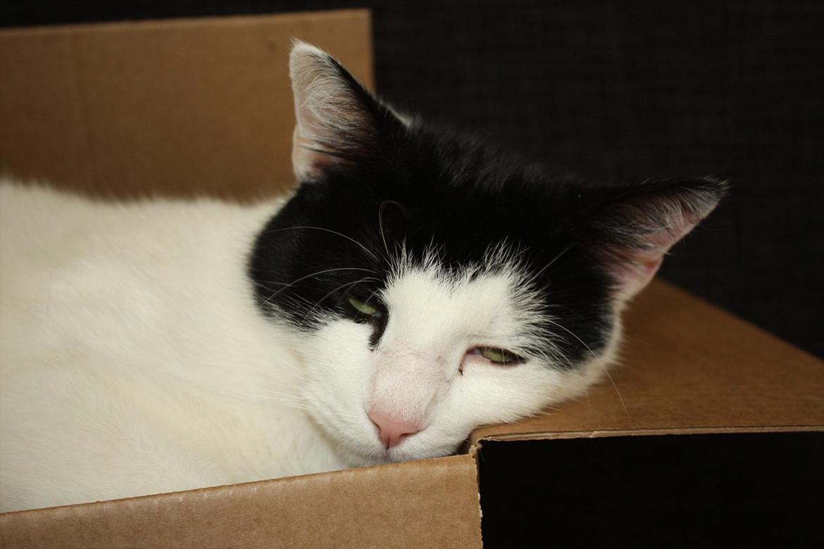 Huskat Nala - Det svært at holde sig vågen når man lægger så kompakt og dejligt... billede 4