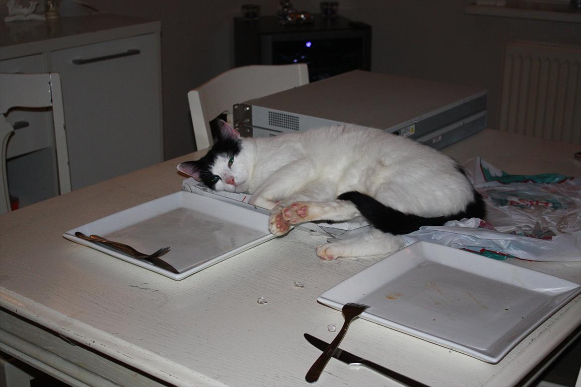 Huskat Nala - Ummm elsker pap, som så det er pizza bakker, jeg nupper gerne en lur endnu engang.. billede 5