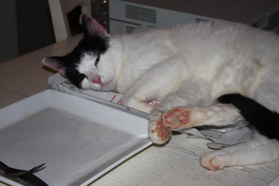 Huskat Nala - Lad mig nu sove mor.. Jeg lægger li og slapper.. billede 6