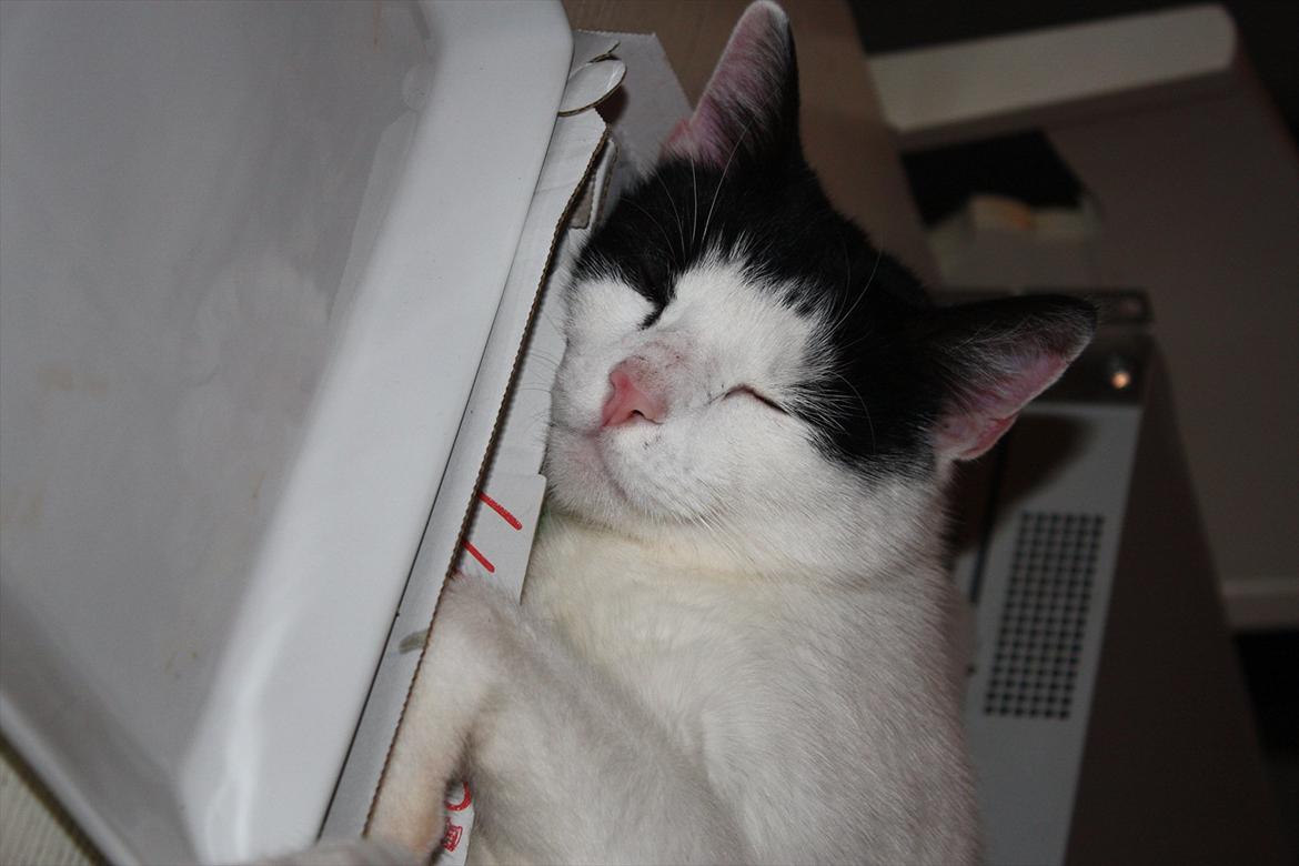 Huskat Nala - ZzzzzZzzz billede 7