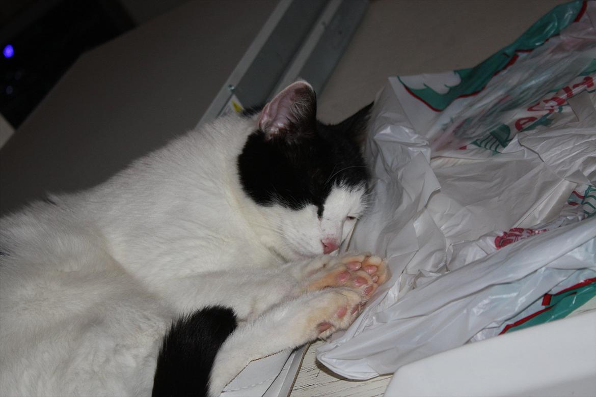 Huskat Nala - ZzzZz billede 8