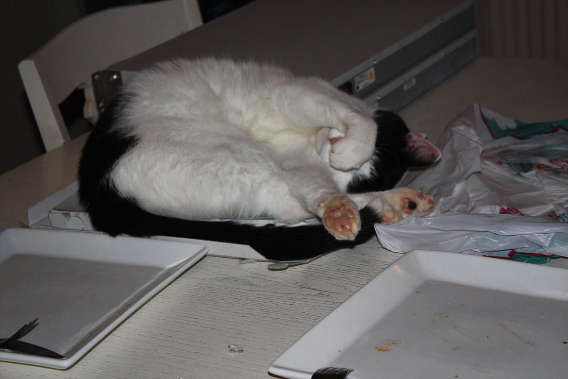 Huskat Nala - MOAR!!!!!!! Gå nu med det kamera, jeg prøver faktisk at sove... billede 9