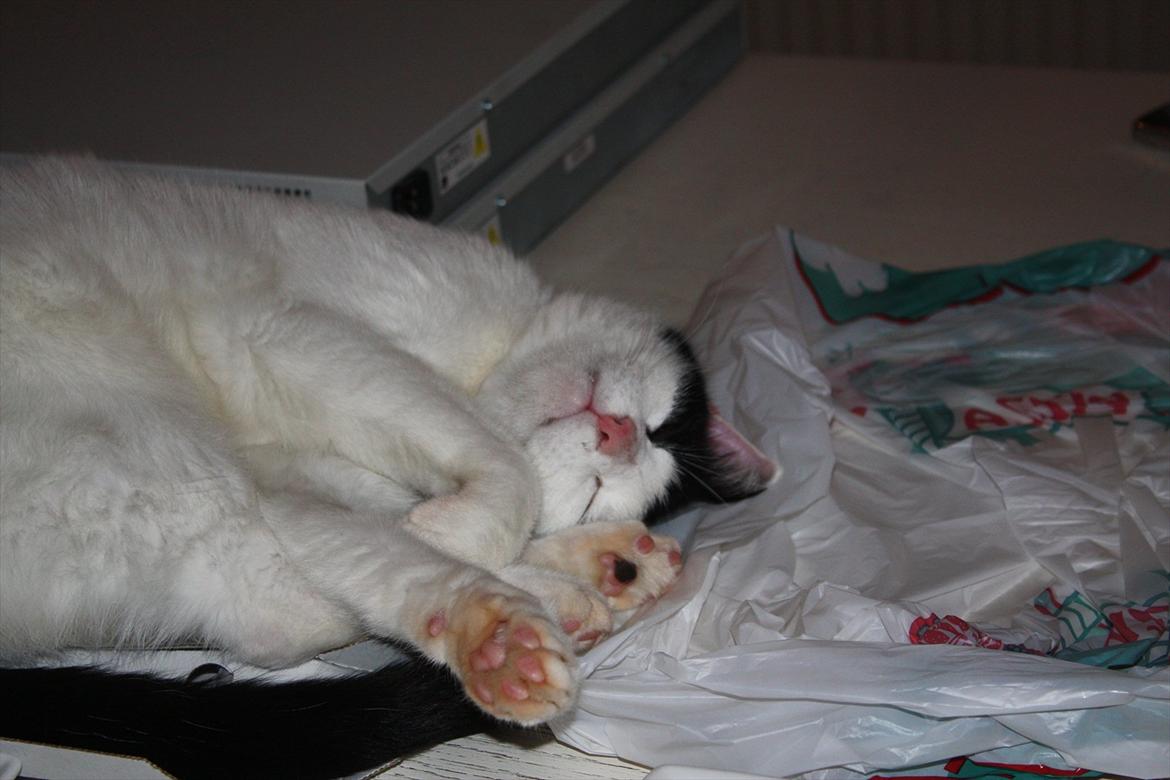 Huskat Nala - Ummm.. ZzZzZ billede 10