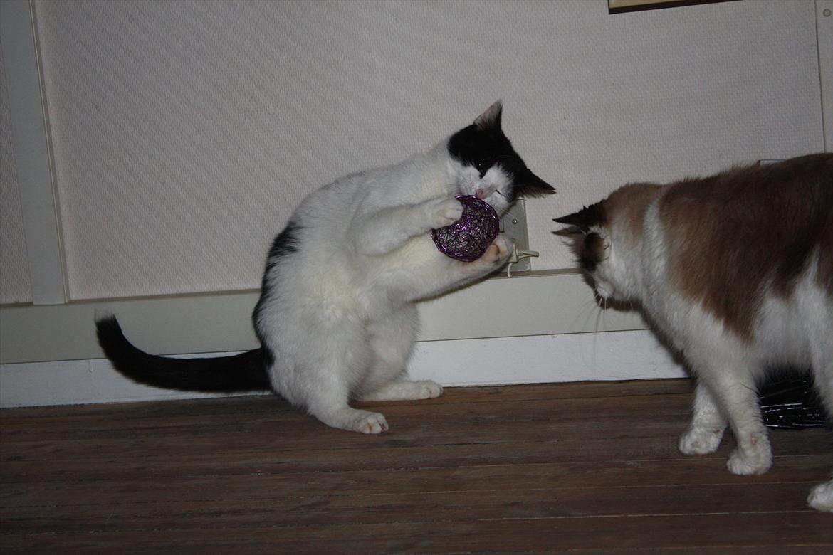 Huskat Nala - Ha! Nicco jeg fik den, se li mig, jeg tackler bolden på min egen måde.. billede 11