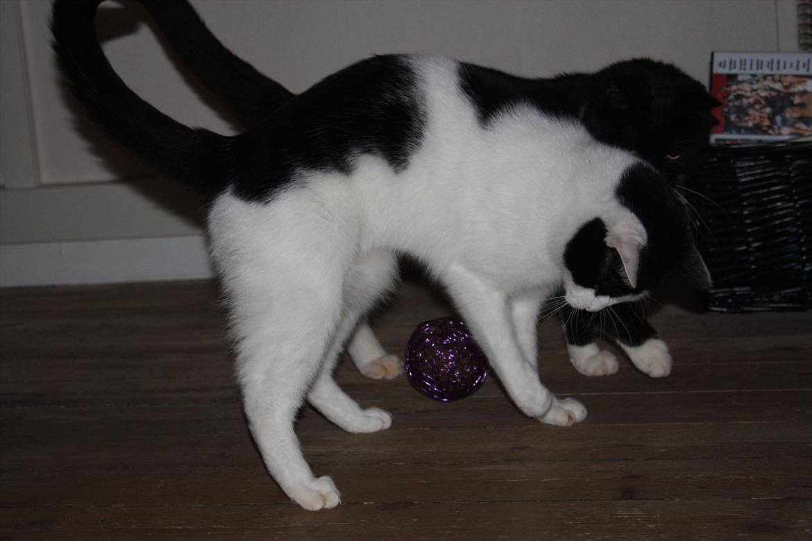 Huskat Nala - Jeg har den, Jeg har den... Uha det en svær tackling.!! billede 12