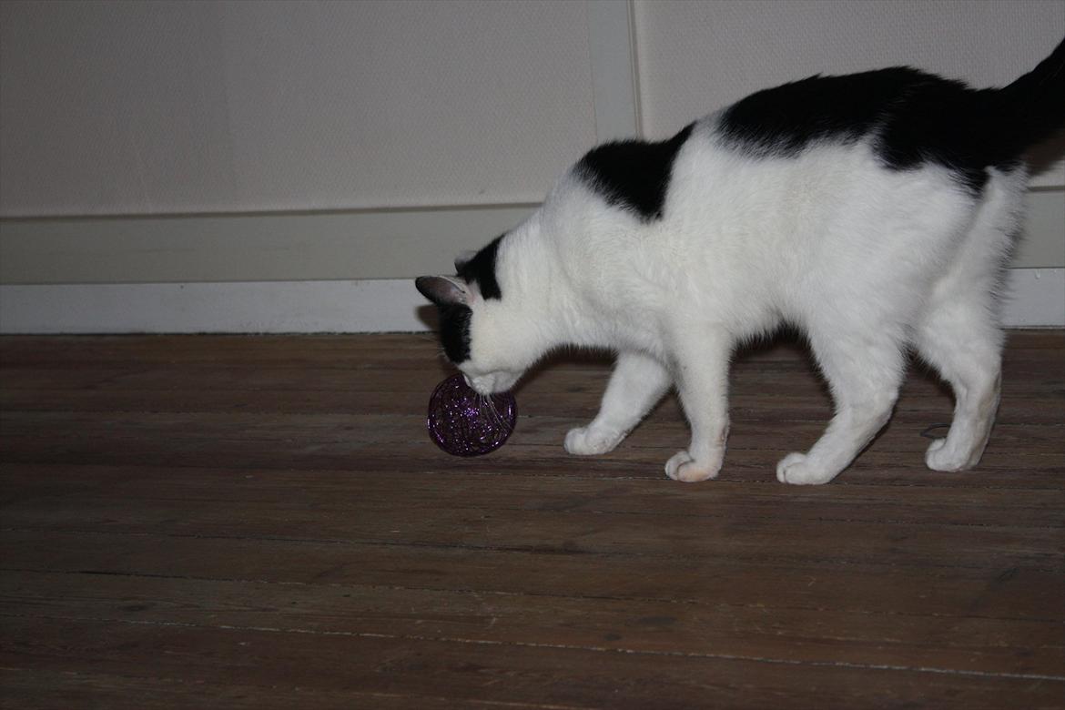 Huskat Nala - Er den død??? billede 13