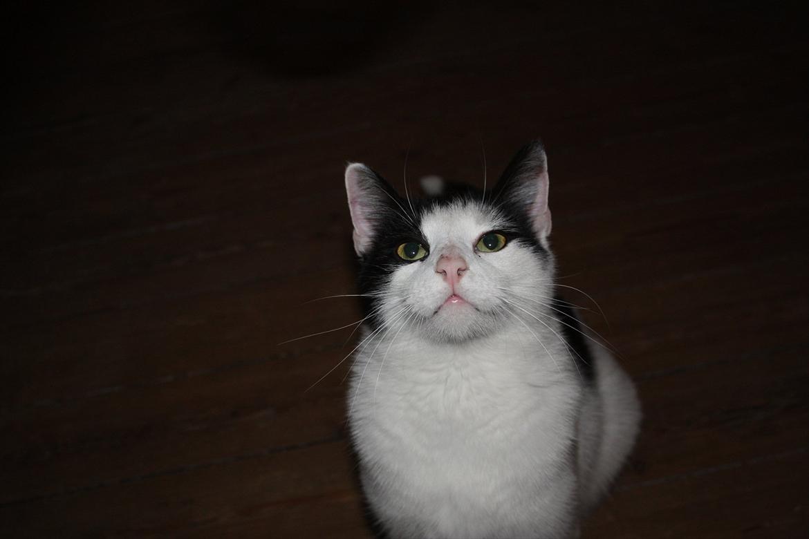 Huskat Nala - Moar??? Er jeg ikke ret sød??? billede 14