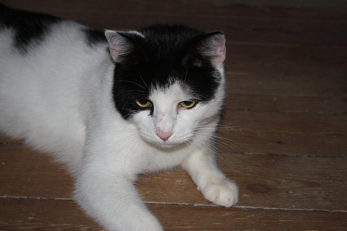 Huskat Nala - Åhhh, nu tror jeg at jeg har fået de 30 minutters motion i dag.. billede 15