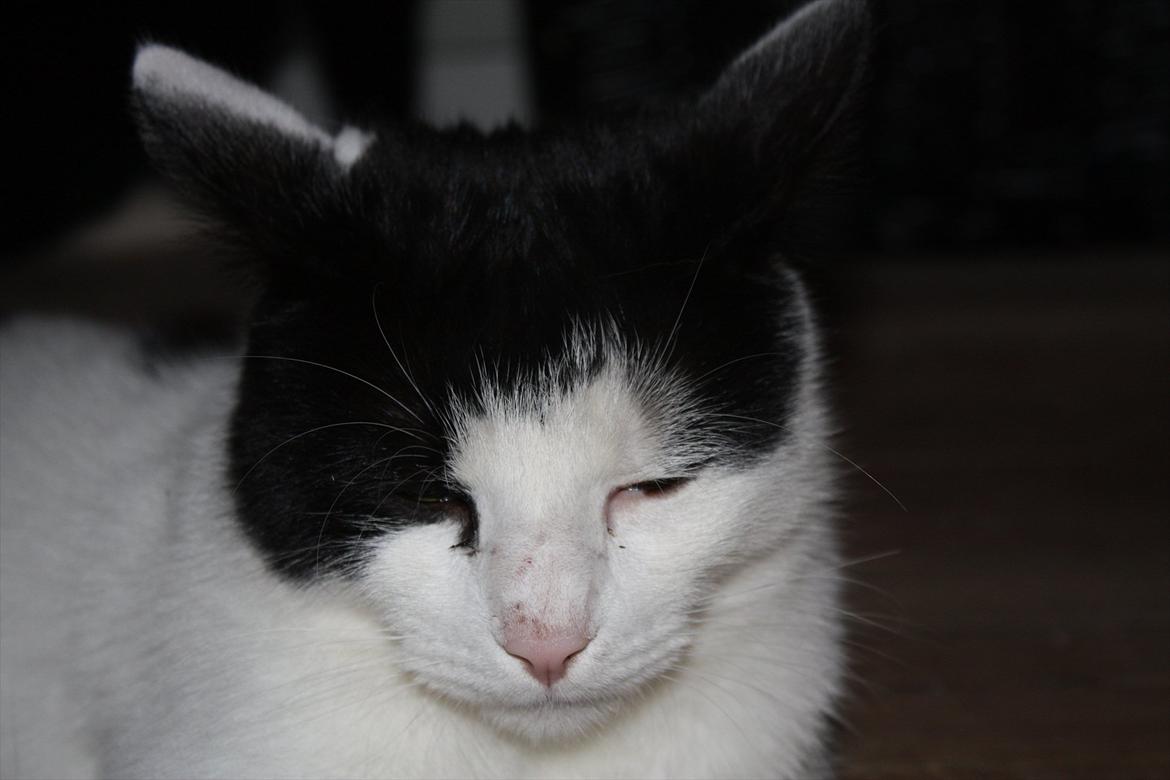 Huskat Nala - En lur ville være skøøøøøn!!! billede 16