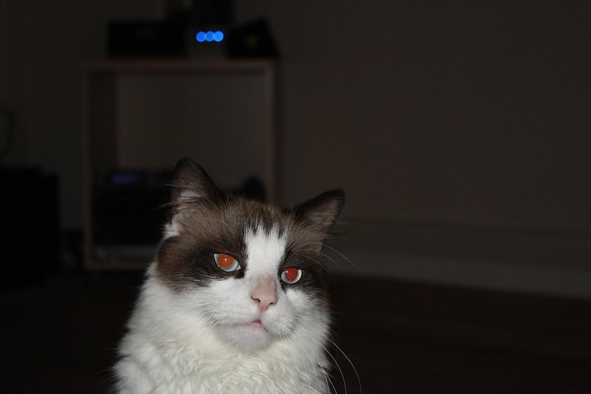 Huskat Nicco - Jeg er i kælehumør mor, ikke posering humør.. billede 2