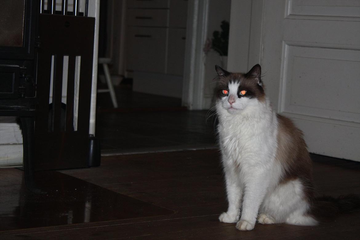 Huskat Nicco - Jeg er smuk ikk?? billede 3