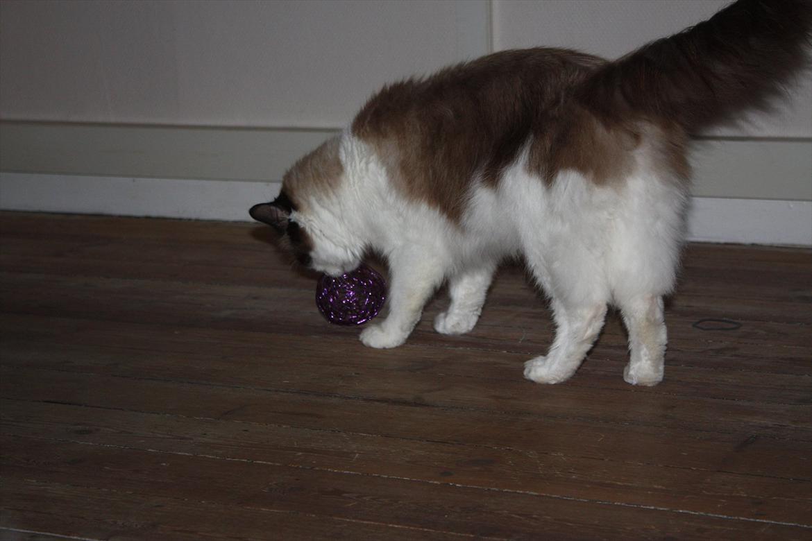 Huskat Nicco - Snif snif, hva er det.?? Nyt kattemad der er kommet på marked.? billede 4