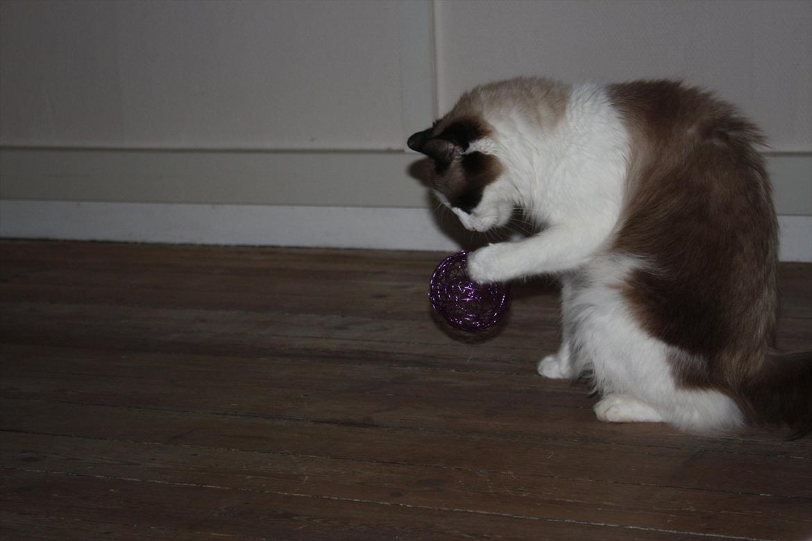 Huskat Nicco - Den må jeg li se nærmere på den dims! billede 5