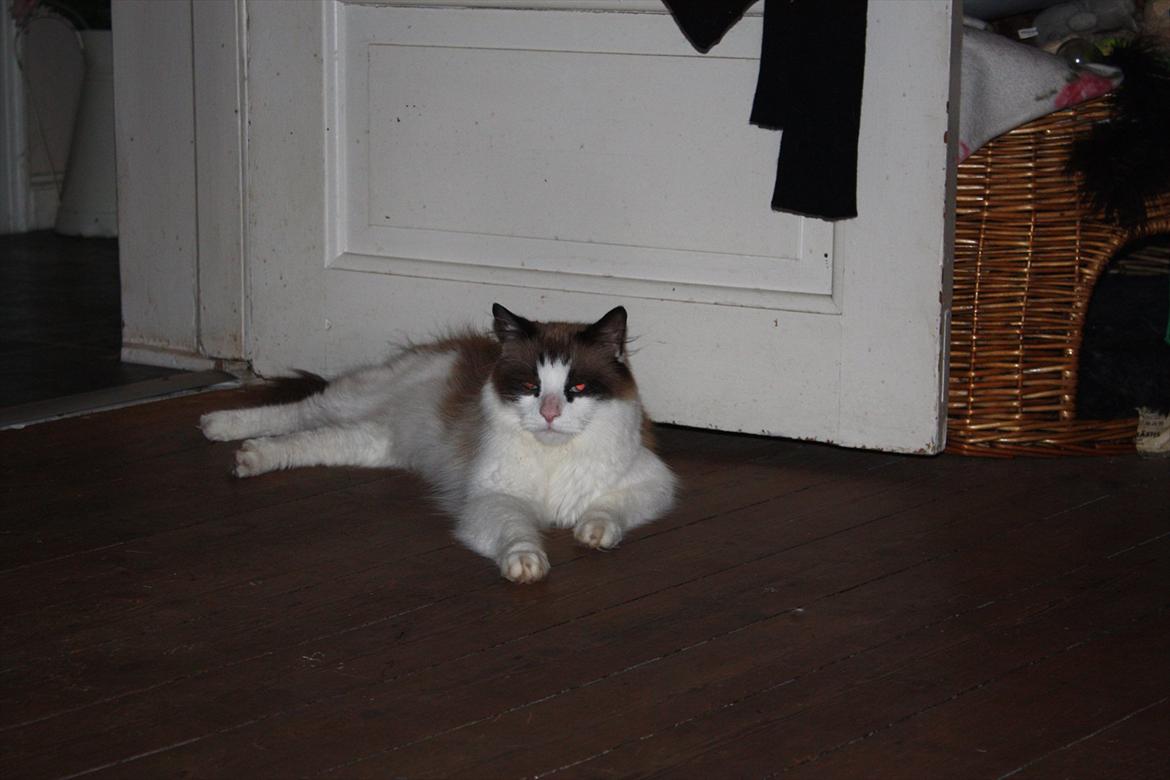 Huskat Nicco - Jeg lægger li og spinder for mig selv, inden min søster kommer og vil lege.. billede 6