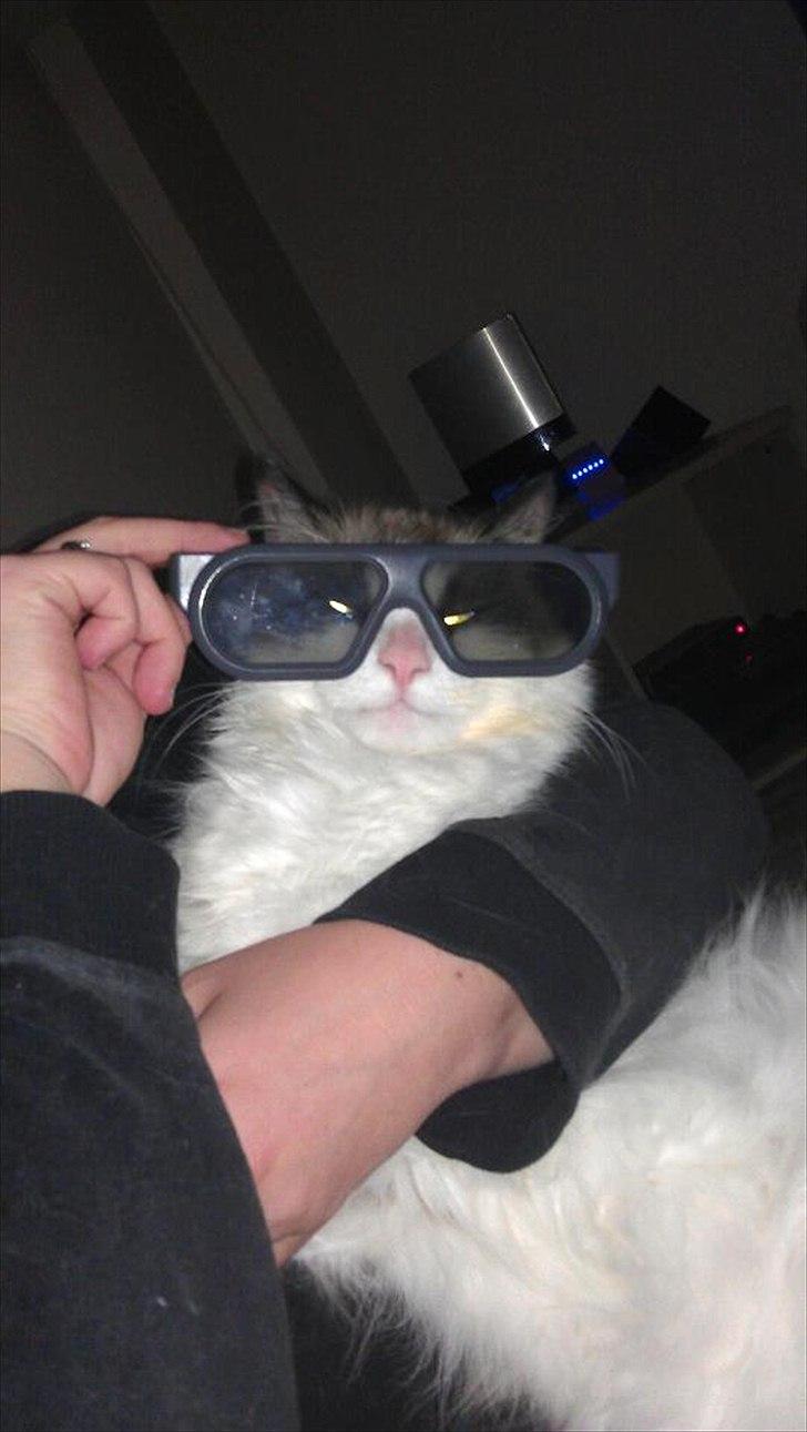 Huskat Nicco - 3D film, det lige mig!! billede 7