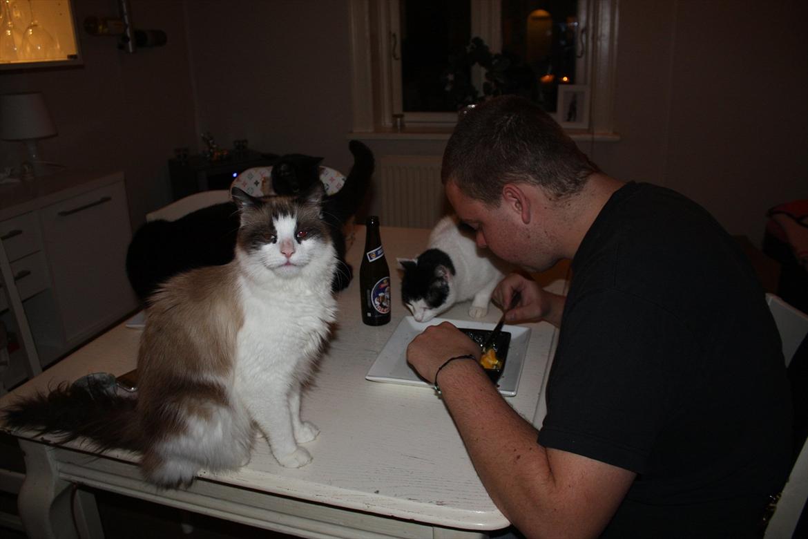 Huskat Nicco - Se mor, jeg smiler til kameraet, får jeg så ikk resten af far´s mad.? De andre plager jo! billede 8