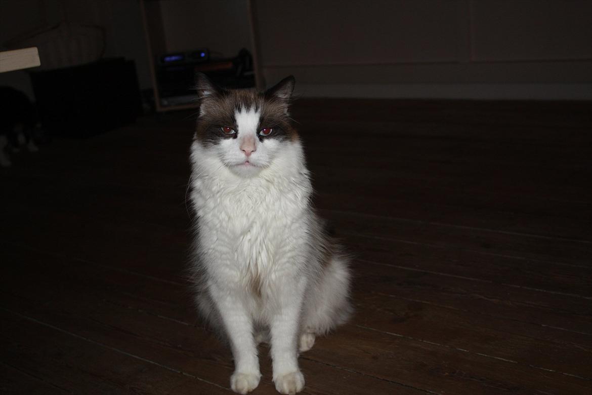 Huskat Nicco - Jeg gider ikk smile, jeg vill kæle... billede 9